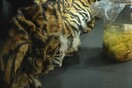 Υπόθεση λαθροθηρίας στην Ινδονησία: Κατασχέθηκαν το δέρμα μιας τίγρης και τρία έμβρυα