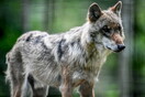 Λύκος επιτέθηκε σε οικόσιτο καγκουρό στο Βέλγιο