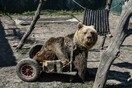 Πέθανε ο Ούσκο, το αρκουδάκι που ζούσε με αναπηρικό αμαξίδιο