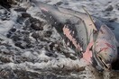 Σκόπελος: Νεκρά δελφίνια στις παραλίες λόγω των θυελλωδών ανέμων