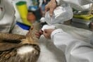 Δηλητηρίασαν γύπες στην Κλεισούρα - 9 νεκρά όρνια στο σοβαρότερο περιστατικό που έχει καταγραφεί στη χώρα