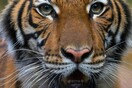 Τίγρης θετική στον κορωνοϊό και λιοντάρια με συμπτώματα - Η πρώτη παγκοσμίως καταγεγραμμένη περίπτωση