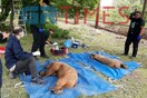 Ο «Αρκτούρος» απελευθέρωσε δύο ορφανά αρκουδάκια