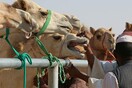 Πανάκριβο και υπερσύγχρονο νοσοκομείο για καμήλες άνοιξε στο Ντουμπάι