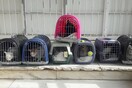 Οι κρατούμενες των φυλακών Κορυδαλλού έχουν «υιοθετήσει» 45 γάτες και χρειάζονται τη βοήθειά μας