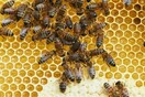 Μυστήριο με 34χρονο που είπαν πως πέθανε από μέλισσα - Δεν βρέθηκε σημάδι από τσίμπημα
