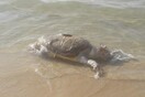 Νεκρή χελώνα ξεβράστηκε στην παραλία της Νέας Χώρας στην Κρήτη
