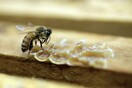 Η γλυφοσάτη βλάπτει τις μέλισσες - Τι έδειξε νέα έρευνα για το ζιζανιοκτόνο της Monsanto
