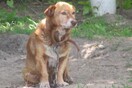 Βόλτες, χάδια και μαλακό κρεβάτι: Η σκυλίτσα που ήταν δεμένη για 12 χρόνια λίγο πριν πεθάνει έκανε τα πάντα