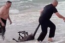 Καγκουρό πνίγεται στη θάλασσα, αλλά αστυνομικοί τρέχουν και του σώζουν τη ζωή