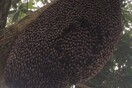 «Υπνωτιστικός» χορός από εκατοντάδες μέλισσες για να διώξουν τον εχθρό