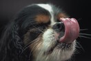 Σαλιαρίσματα: Αξιολάτρευτα σκυλιά στις πολύ ξεκαρδιστικές στιγμές τους