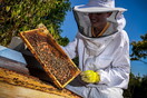 Αριθμός-ρεκόρ Βαυαρών υπέγραψαν ψήφισμα για να σωθούν οι μέλισσες