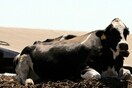Τουρκία: Οι εκτροφείς βοοειδών "απέλασαν" στην Ολλανδία 40... αγελάδες