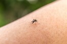 «Ζητούνται οι καιρικές συνθήκες που θα εξολοθρεύσουν τα κουνούπια και δεν θα καταψύξουν τους ανθρώπους»