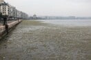 Γιατί οι θάλασσες της Θεσσαλονίκης (και γενικά) έχουν καλυφθεί από μεγάλες ποσότητες φυτοπλαγκτόν