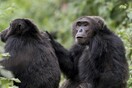Τι κρύβεται πίσω από τις τρομακτικές παραμορφώσεις των χιμπατζήδων στην Ουγκάντα