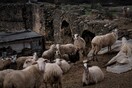 Στην Άυλη Πολιτιστική Κληρονομιά της Ελλάδας οι κτηνοτρόφοι του Ψηλορείτη