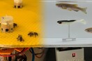 Μέλισσες και ψάρια «επικοινώνησαν» μεταξύ τους για πρώτη φορά με τη βοήθεια ρομπότ