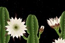 Ένας βοτανολόγος δείχνει στη μικρή του κόρη πώς γεννιούνται τα λουλούδια