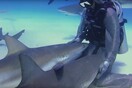 Πώς μια δύτρια έγινε η «μητέρα των καρχαριών»