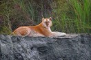Χρυσή τίγρης - Ένα μοναδικό πλάσμα κατεγράφη ζωντανό στην άγρια φύση