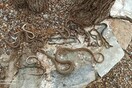 Εύβοια: Φίδια, σαύρες και χελώνες κατέληξαν στο Δήλεσι - Δέχθηκαν «ροπαλιές και τσαπιές» καταγγέλλει η ΑΝΙΜΑ