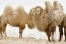 Τι κρύβεται μέσα στην καμπούρα μιας καμήλας;