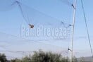 Πρωτόγνωρη παγίδα στην Πρέβεζα: Λαθροκυνηγοί εγκλώβισαν δεκάδες πουλιά σε αόρατο δίχτυ
