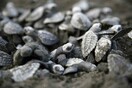 Κόστα Ρίκα: Με «αβγά-δολώματα» στις φωλιές χελωνών η καταπολέμηση του λαθρεμπορίου - Εντοπίζονται από δορυφόρο