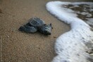 Αρχέλων: ο «φύλακας-άγγελος» των θαλάσσιων χελωνών