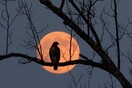 Harvest Moon, το πιο όμορφο φεγγάρι της φθινοπωρινής ισημερίας