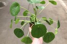 H Pilea Peperomioides είναι το πιο δημοφιλές φυτό στο instagram