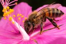Πώς οι μέλισσες γνωρίζουν τις δουλειές που πρέπει να κάνουν σε ένα μελίσσι;