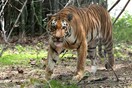 Ινδία: Σκότωσαν με ξύλινες βέργες τίγρη που είχε επιτεθεί σε ανθρώπους