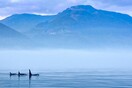 Τα lockdowns μείωσαν τη θαλάσσια ηχορύπανση - Και η «σιωπή» είναι χρυσός για φάλαινες και επιστήμονες