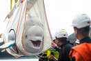 Σε καταφύγιο στην Ισλανδία μεταφέρθηκαν επιτυχώς δύο φάλαινες μπελούγκα - Επόμενος σταθμός ο ωκεανός