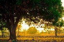 Η θλίψη πίσω από τα δέντρα μάνγκο της Κεντροαφρικανικής Δημοκρατίας