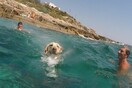 Walter: O πιο ευτυχισμένος σκύλος του καλοκαιριού τρέχει προς τη θάλασσα
