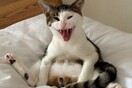 Όταν ο γάτος Milo ξύπνησε και ανακάλυψε ότι κάτι του λείπει