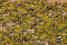 Σομαλία: Οι ακρίδες σαρώνουν τις καλλιέργειες και αφήνουν πίσω τους έρημη γη