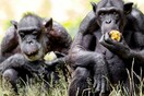 Έρευνα: Οι χιμπατζήδες γίνονται πιο επιλεκτικοί με τις φιλίες μεγαλώνοντας, όπως ο άνθρωπος