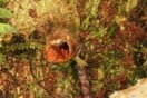 Η «πιο άσχημη ορχιδέα στον κόσμο» ανάμεσα στα φυτά που ανακαλύφθηκαν φέτος
