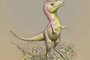 Οι νεοσσοί των τυραννόσαυρων είχαν μέγεθος σκύλου