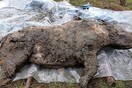Το λιωμένο πέρμαφροστ αποκάλυψε καλοδιατηρημένο τριχωτό ρινόκερο της Εποχής των Παγετώνων