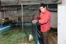 Σε ένα υπόγειο στην Βασιλίσσης Σοφίας ο Κωνσταντίνος εκτρέφει ψάρια για να φάει