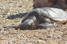 Επέστρεψε στη θάλασσα η "Μαρία", η χελώνα που είχε βρεθεί τραυματισμένη στη Θεσπρωτία (Εικόνες)