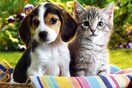 Το ΓΚΑΛΟΠ των γκάλοπ | Γάτες ή σκύλοι;