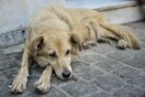 Φθιώτιδα: Ποινική δίωξη σε δήμαρχο που φέρεται να έριξε φόλες σε αδέσποτους σκύλους