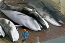 Ιαπωνία: Tην Δευτέρα θα προσευχηθούν και μετά θα σκοτώσουν φάλαινες έπειτα από 30 χρόνια απαγόρευσης